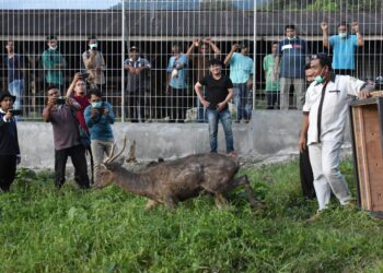 Rusa pemberian Gubernur Sumatra Barat dilepaskan di Penangkaran Rusa UPT Peternakan (Edufarm) pada Rabu (24/2/2021). (Genta Andalas/Dok.Pribadi)