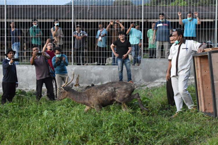 Rusa pemberian Gubernur Sumatra Barat dilepaskan di Penangkaran Rusa UPT Peternakan (Edufarm) pada Rabu (24/2/2021). (Genta Andalas/Dok.Pribadi)