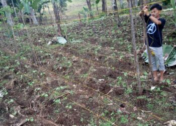 Tomi Aprila Winata saat mengurusi kebun buncisnya di Nagari Palembayan, Kecamatan Agam. (Genta Andalas/dok.pribadi)