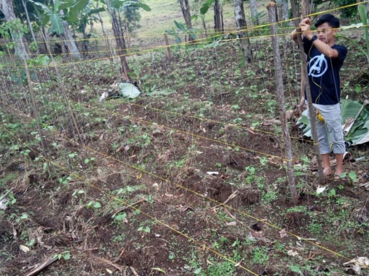 Tomi Aprila Winata saat mengurusi kebun buncisnya di Nagari Palembayan, Kecamatan Agam. (Genta Andalas/dok.pribadi)