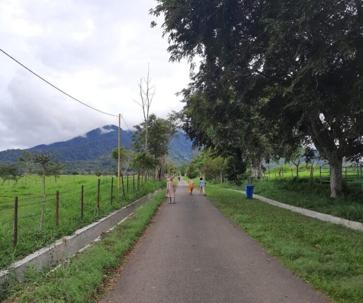 Jalan yang Membelah Padang Mangateh dengan Latar Gunung Sago. (Genta Andalas/Dok. Pribadi)