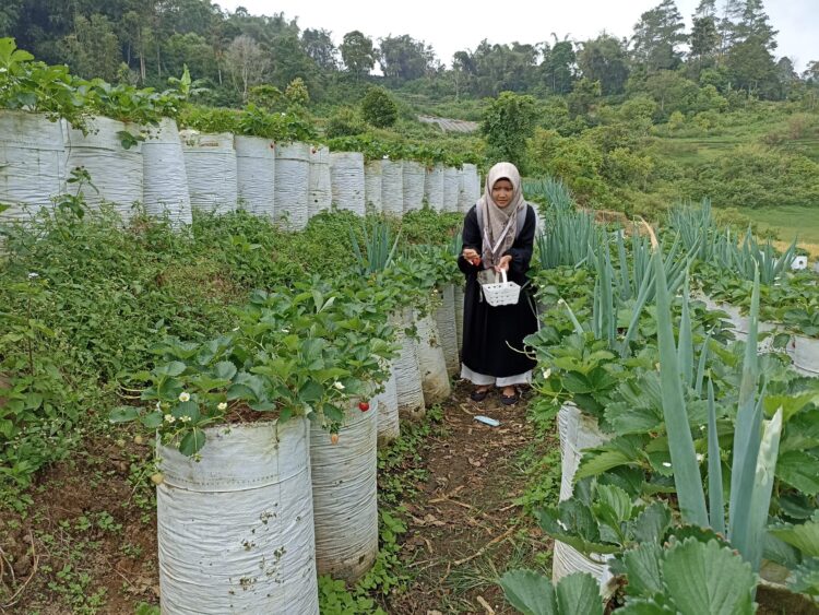 Seorang pengunjung sedang memetik strawberi di perkebunan stroberi (Genta Andalas/Riski Wahyudi)