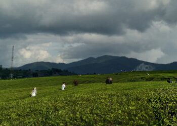 Suasana di Kebun Teh Alahan Panjang yang ramai oleh pengunjung, Senin (5/6/2023) (Genta Andalas/Lara Elisa Putri)