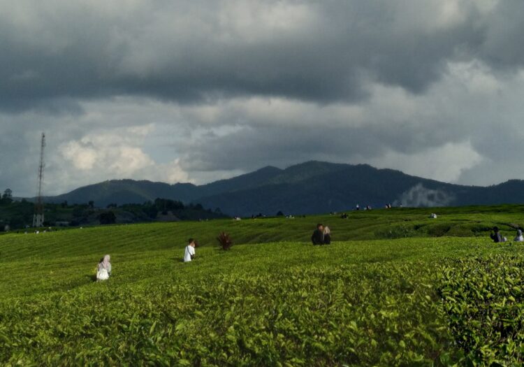 Suasana di Kebun Teh Alahan Panjang yang ramai oleh pengunjung, Senin (5/6/2023) (Genta Andalas/Lara Elisa Putri)