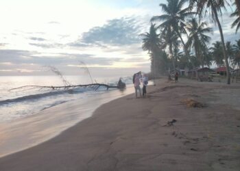 Potret pohon tumbang di Pantai Pasir Jambak akibat bencana abrasi, Senin (22/1/2024). (Genta Andalas/Zulkifli Ramadhani)