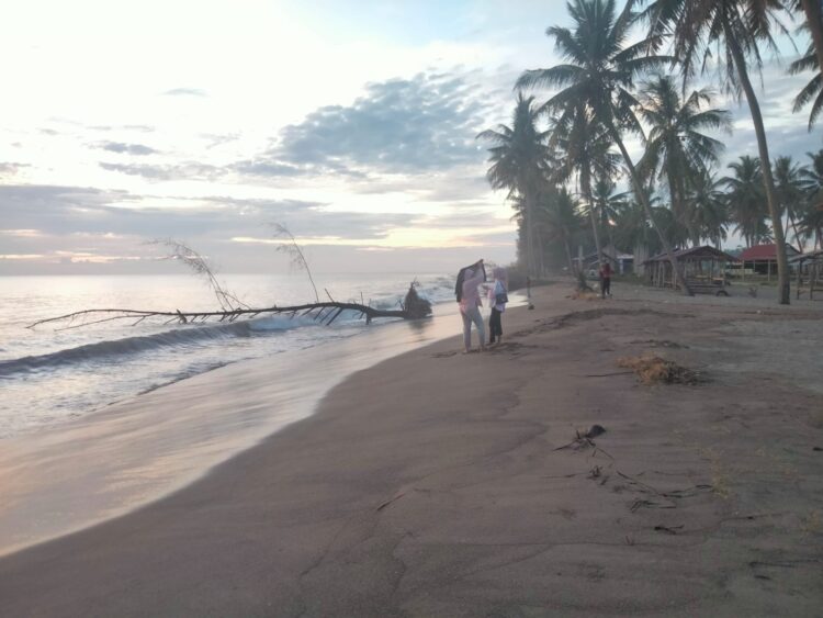 Potret pohon tumbang di Pantai Pasir Jambak akibat bencana abrasi, Senin (22/1/2024). (Genta Andalas/Zulkifli Ramadhani)